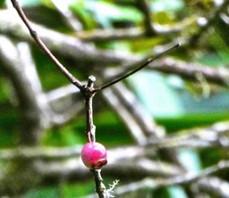 Syzygium cymosum.bois de pomme rouge.( fruit )myrtaceae.endémique Réunion Maurice.P1020856