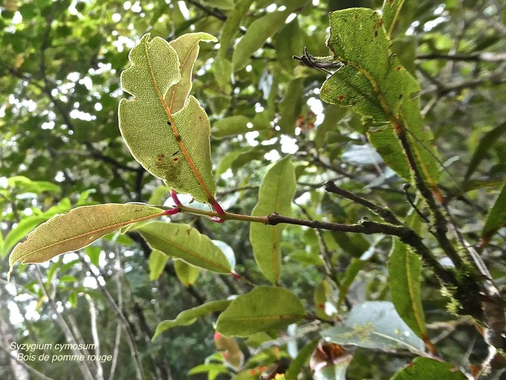 Syzygium cymosum.bois de pomme rouge myrtaceae.endémique Réunion Maurice.P1020713