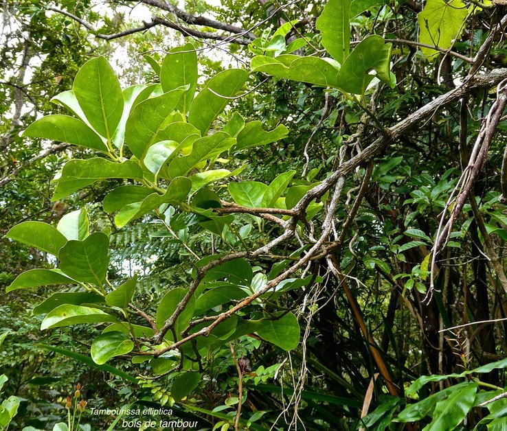 Tambourissa elliptica.bois de tambour.bois de bombarde.monimiaceae.endémique Réunion.P1020677
