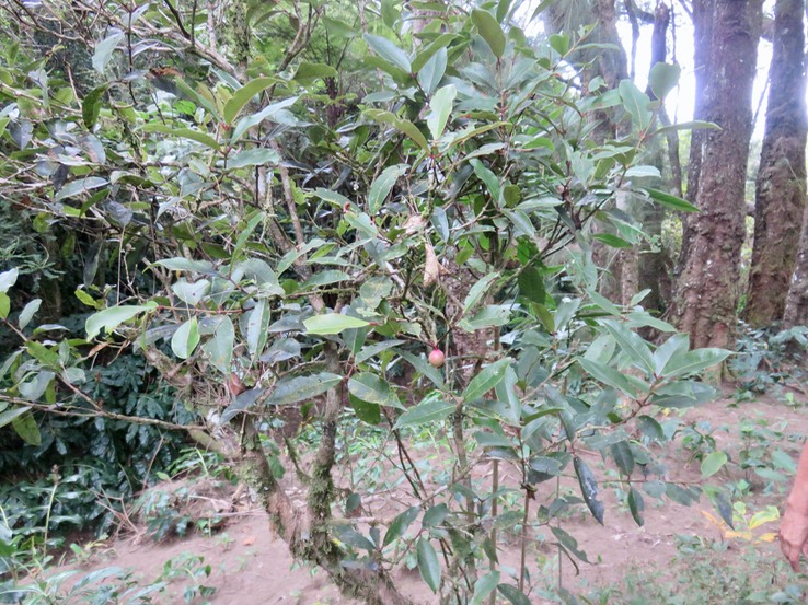 11 Syzygium cymosum - Bois de pomme rouge - Myrtacée - B  Syzygium cymosum - Bois de pomme rouge - Myrtacée - B  Feuilles simples, opposées, entières, avec un pétiole rouge Photos  ￼ Photo -Users-fduban-Pictures-Decouvertes natural