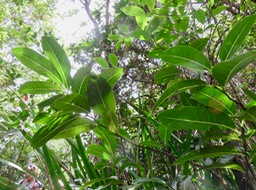 4 Xylopia richardii - Bois de banane - Annonacée - B