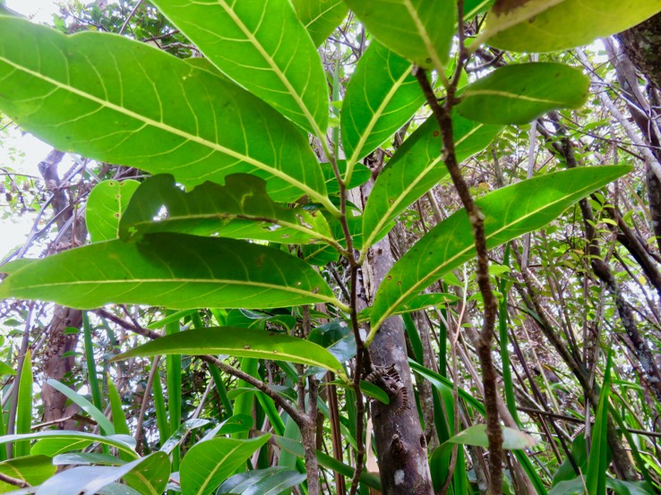 5 Xylopia richardii - Bois de banane - ANNONACEAE - Endémique Réunion