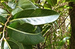 Xylopia richardii.bois de banane.annonaceae.endémique Réunion Maurice.P1020643