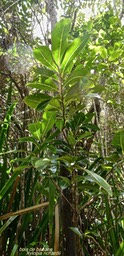 Xylopia richardii.bois de banane;annonaceae.endémique Réunion Maurice.P1020635