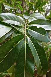 Xylopia richardii.bois de banane .annonaceae.endémique Réunion Maurice.P1020640