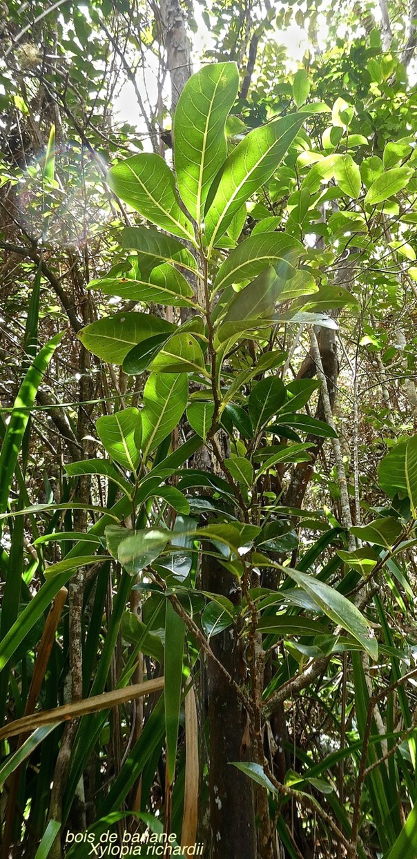 Xylopia richardii.bois de banane;annonaceae.endémique Réunion Maurice.P1020635