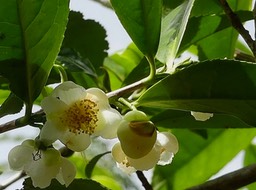 Thé. -  Camellia sinensis