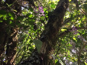 1. Arnottia mauritiana synonyme Arnottia inermis synonyme Cynorkis inermis - - ORCHIDACEAE - Endémique Réunion Maurice