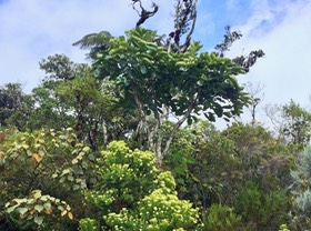 11. Dombeya Ambaville sous bois de papaye