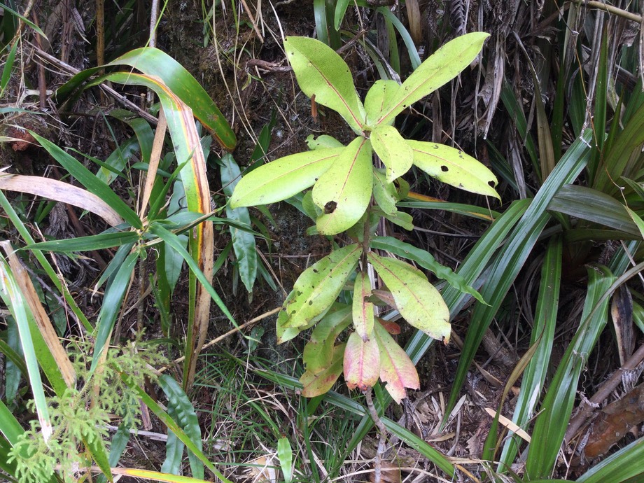 18. Badula grammisticta - Bois de savon - Myrsinaceae