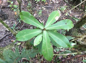 18b. Badula grammisticta - Bois de savon - Myrsinaceae