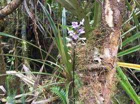 19. Cynorkis squamosa (Poir.) Lindl. - Ø - Orchidaceae - Endémique Réunion et île Maurice