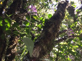 2. Arnottia mauritiana synonyme Arnottia inermis synonyme Cynorkis inermis - - ORCHIDACEAE - Endémique Réunion Maurice