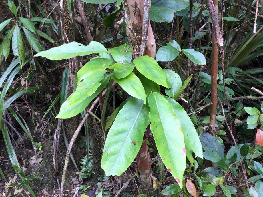 20. Antidesma madagascariense - Bois de cabri (blanc) - Euphorbiaceae -    Madagascar. Comores. La Réunion. Maurice