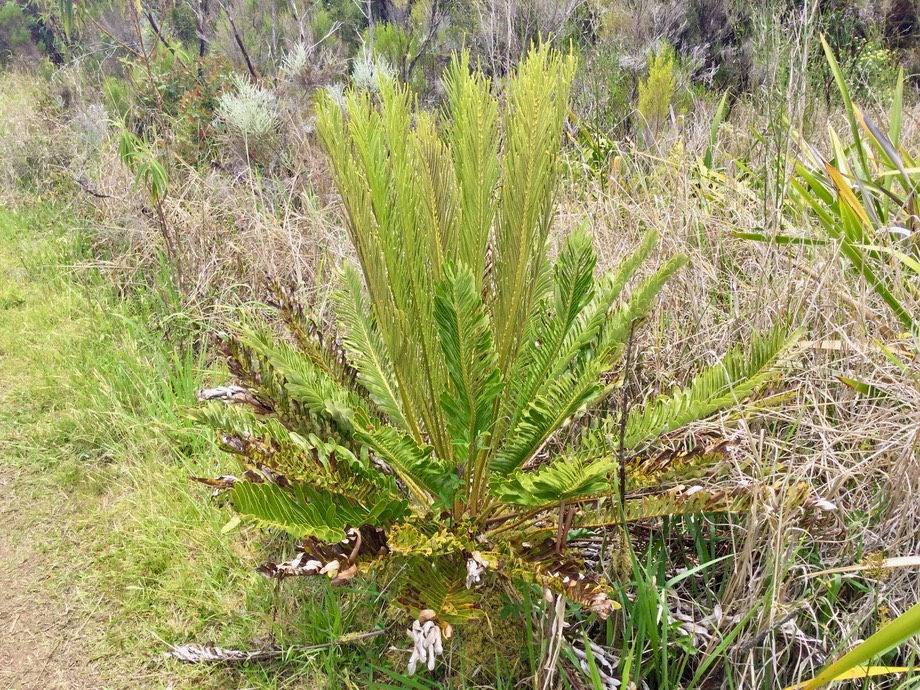 30 Lomariocycas tabularis  ex Blechnum tabulare (Thunb.) Kuhn - Fausse osmonde - Indigène Réunion