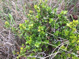 31. ??? Embelia angustifolia - Liane savon - Myrsinaceae - Endémique BM