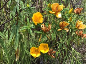 4. Hypericum lanceolatum lanceolatum - Fleur jaune des bas - Hypericaceae