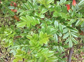 6. Weinmannia tinctoria - Tan rouge -CUNONIACEAE - endémique de la Réunion et de Maurice