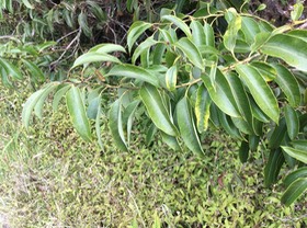 7. Agarista salicifolia - Bois de rempart (Le Grand bois de rempart) - Ericacée