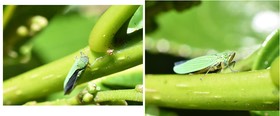 Acopsis viridicans - CICADELLIDAE - Indigène Réunion