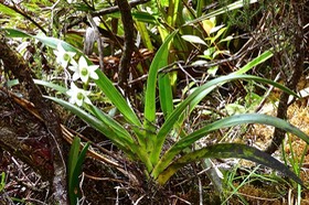 Angraecum striatum.orchidaceae.endémique Réunion.