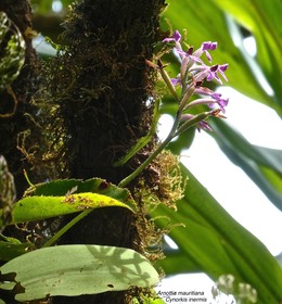 Arnottia mauritiana.Cynorkis inermis. orchidaceae.endémique Réunion Maurice.P1022224