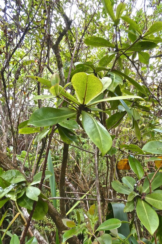 Badula grammisticta.bois de savon .primulaceae.endémique Réunion.P1022326