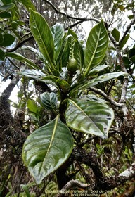 Chassalia gaertneroides.bois de corail.bois de lousteau ;rubiaceae.endémique Réunion.P1022322