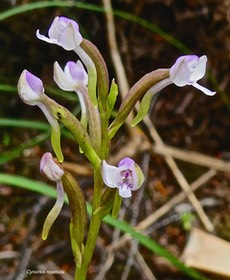 Cynorkis rosellata .orchidaceae.indigène Réunion.P1022388