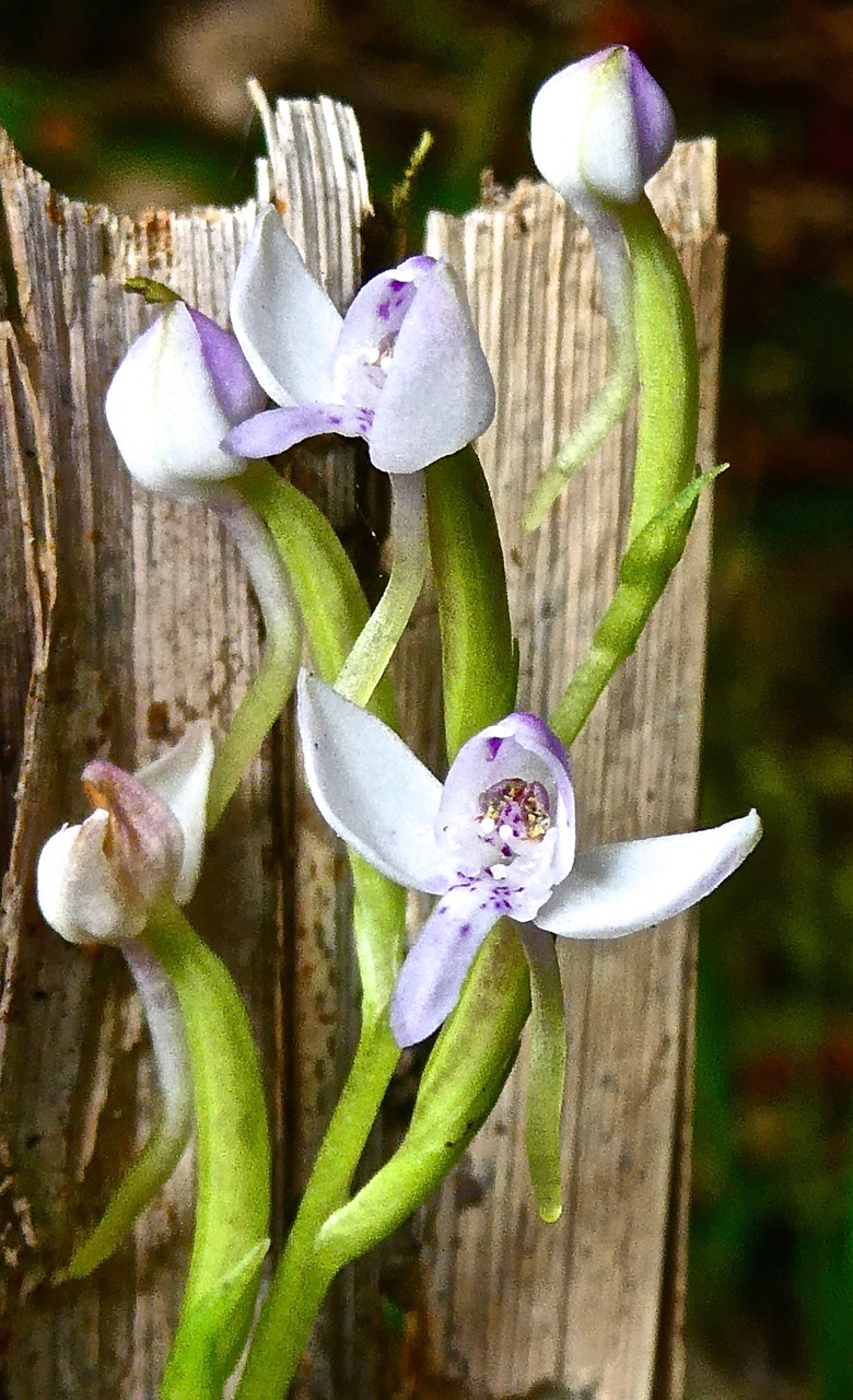Cynorkis rosellata. orchidaceae;indigène Réunion.P1022433