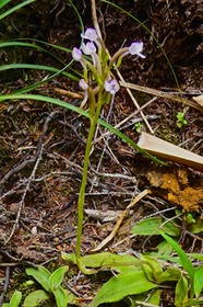 Cynorkis rosellata.orchidaceae.indigène Réunion.P1022386