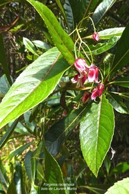 Forgesia racemosa .bois de Laurent Martin.escalloniaceae.endémique Réunion.P1022222