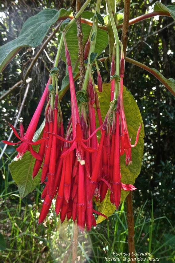 Fuchsia boliviana.fuchsia à grandes fleurs.onagraceae.espèce envahissante.P1022189