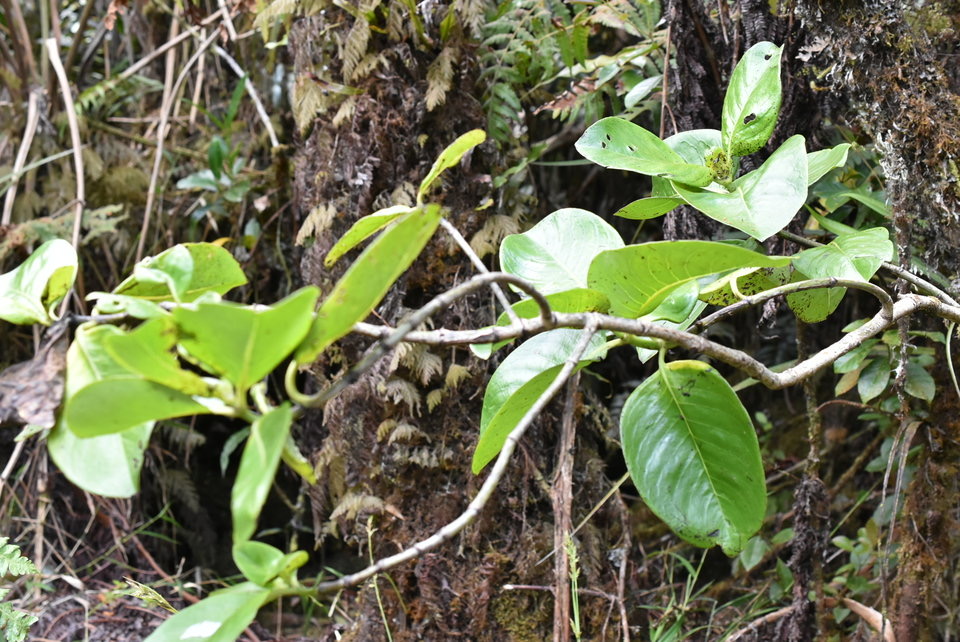 Geniostoma borbonicum - Bois de piment - LOGANIACEAE - Endémique Réunion, Maurice 
