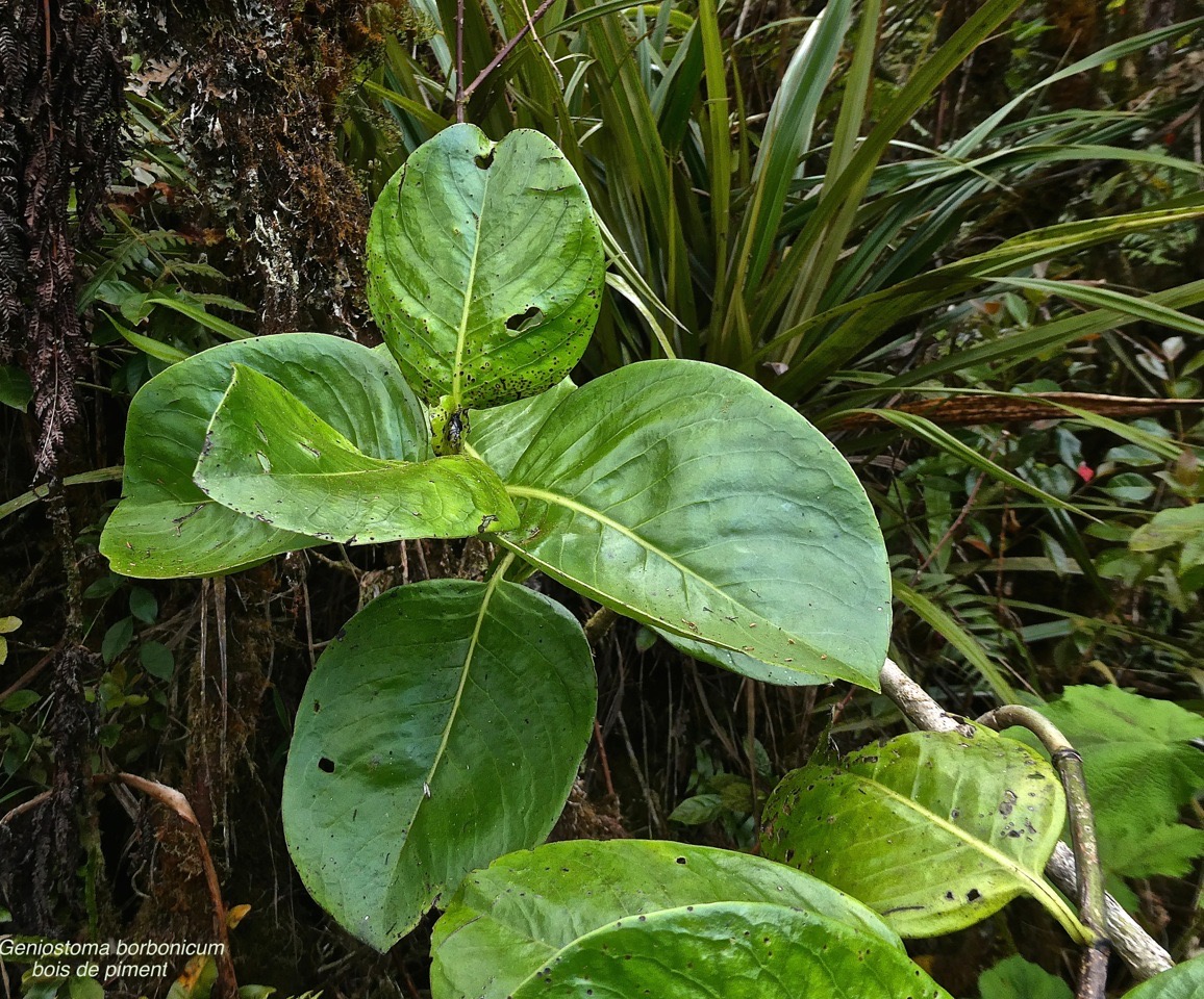 Geniostoma borbonicum. bois de piment.loganiaceae.endémique Réunion Maurice.P1022332