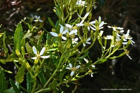 Hubertia ambavilla. ambaville verte.asteraceae.endémique Réunion. P1022166