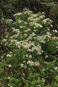 Hubertia ambavilla .ambaville verte.asteraceae.endémique Réunion.P1022238