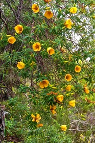 Hypericum lanceolatum subsp lanceolatum.fleur jaune des bas .hypericaceae.indigène Mascareignes.P1022264