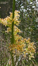 Juncus effusus.jonc diffus.jonc épars.juncaceae.indigène Réunion.P1022217