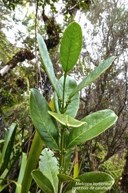 Melicope borbonica.petit bois de catafaille .rutaceae.endémique Réunion.P1022323