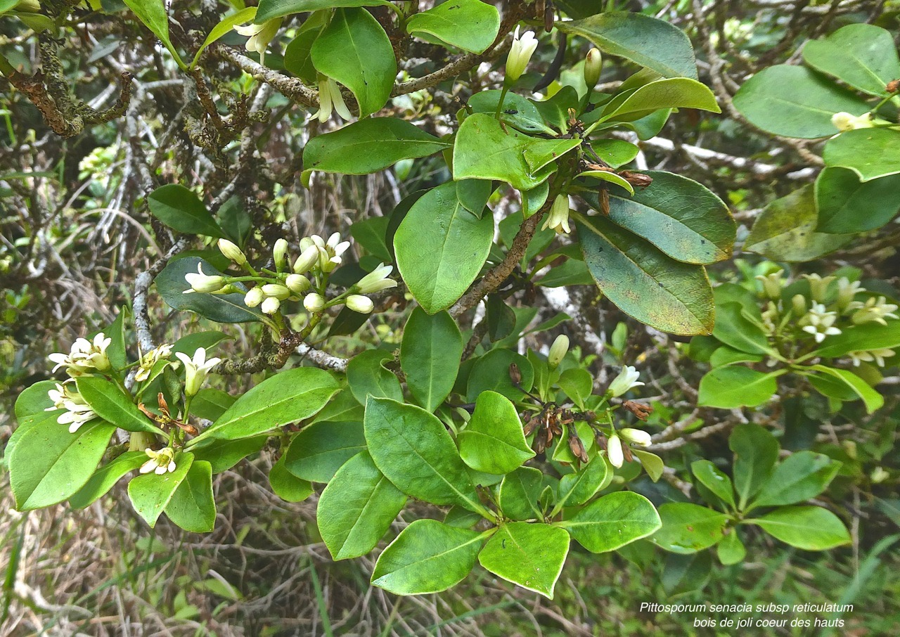 Pittosporum senacia subsp reticulatum. bois de joli coeur des hauts.endémique Réunion.P1022230