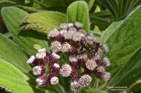 Psiadia anchusifolia.tabac marron.asteraceae .endémique Réunion.P1022185