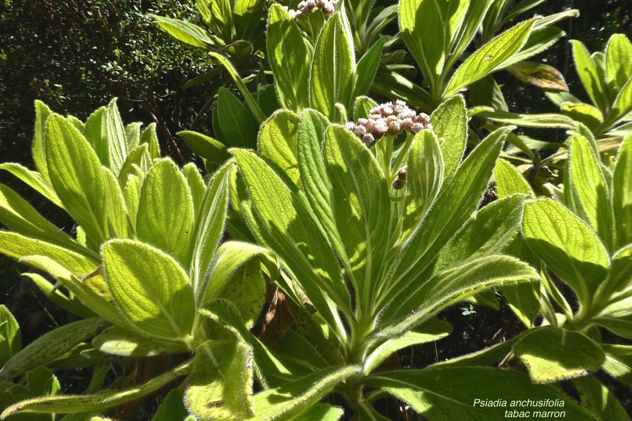Psiadia anchusifolia.tabac marron.asteraceae.endémique Réunion.P1022176
