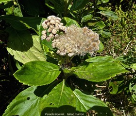 Psiadia boivinii. tabac marron.asteraceae;endémique Réunion.P1022201