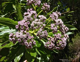 Psiadia boivinii.tabac marron.asteraceae.endémique Réunion.P1022159