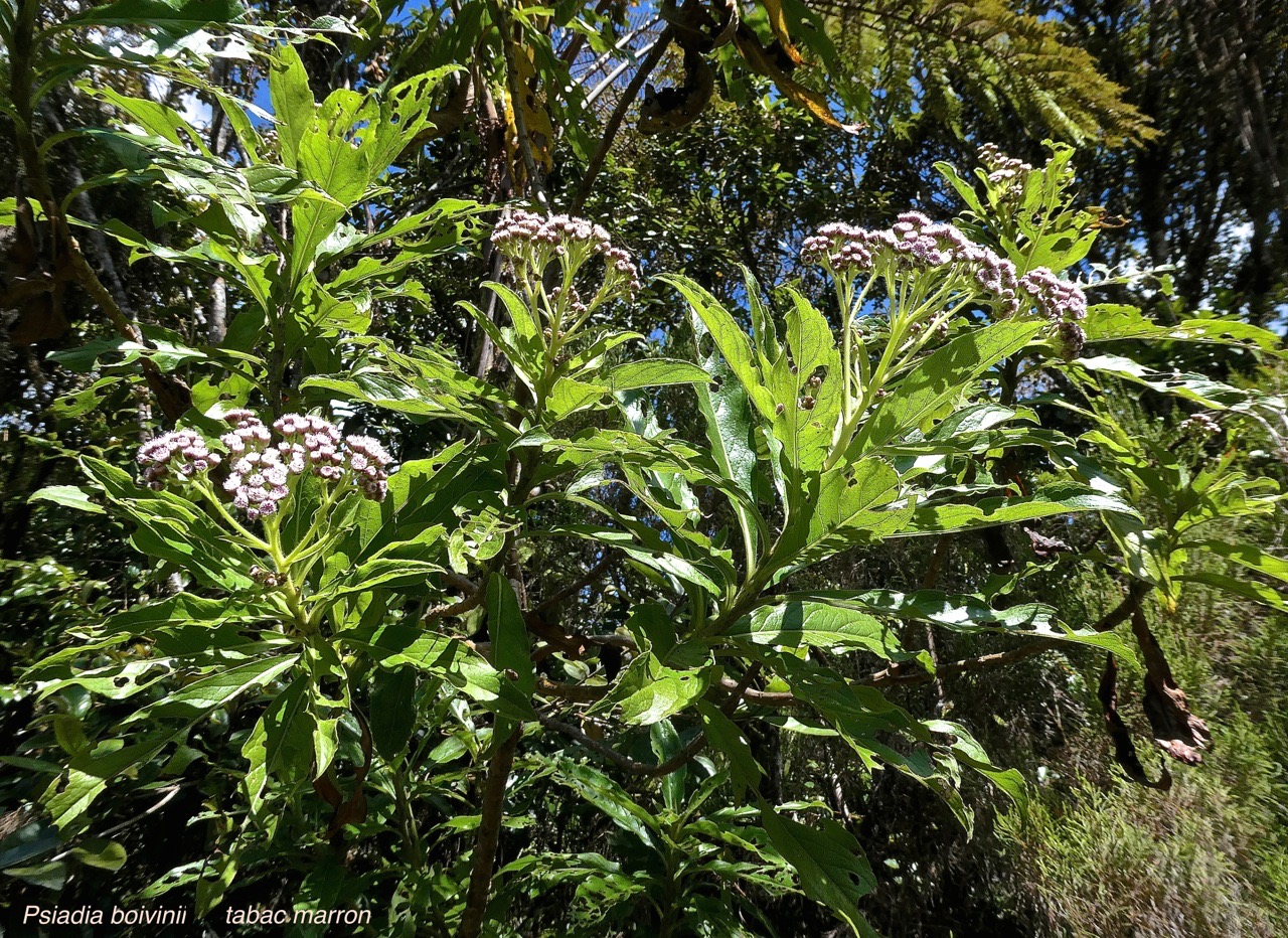 Psiadia boivinii.tabac marron.asteraceae.endémique Réunion.P1022162