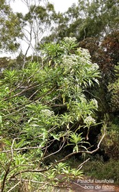 Psiadia laurifolia .bois de tabac;asteraceae.endémique Réunion.P1022456