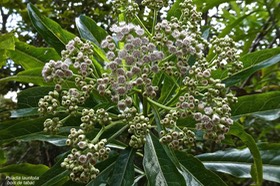 Psiadia laurifolia.bois de tabac.asteraceae.endémique Réunion.P1022208