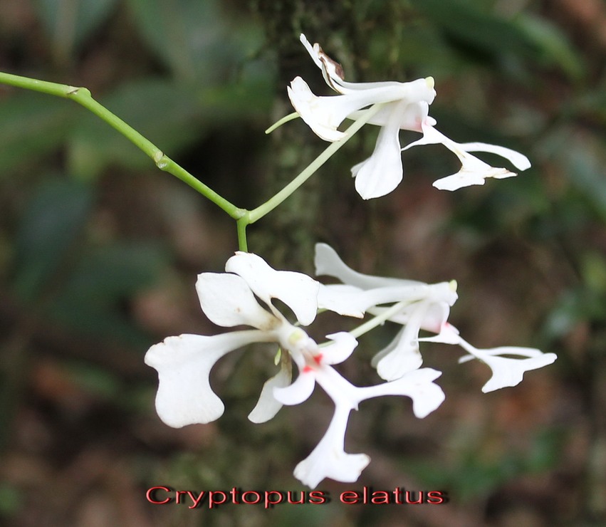 Au- Liane camaron - Cryptopus elatus - Orchidace - I