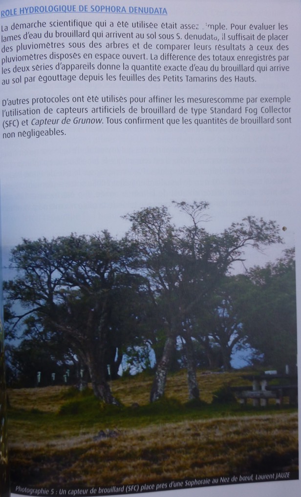 le Sophora denudata un arbre fontaine au Volcan (6)
